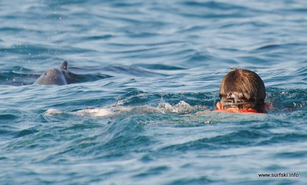 Mauritius Dolphins