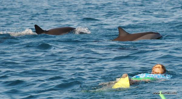 Dolphin swimming