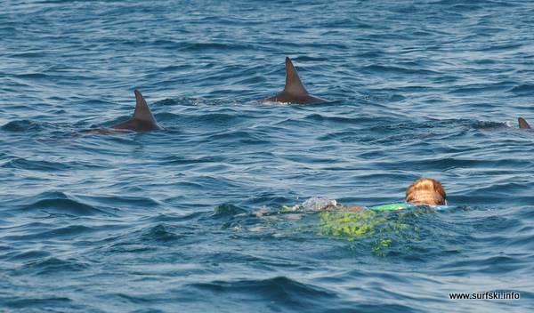 Dolphins