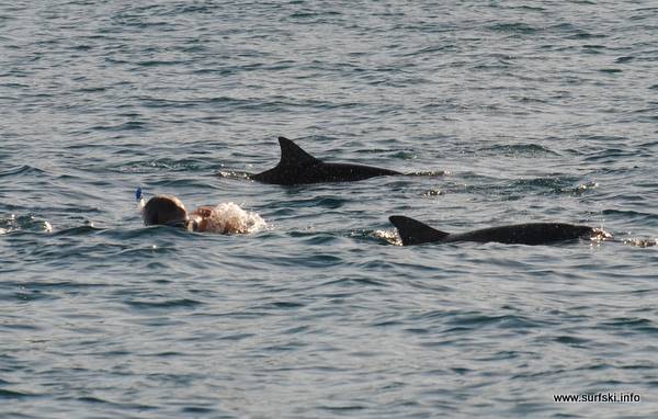 Mauritius Dolphins