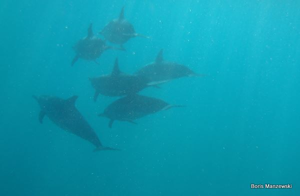 Mauritius Dolphins