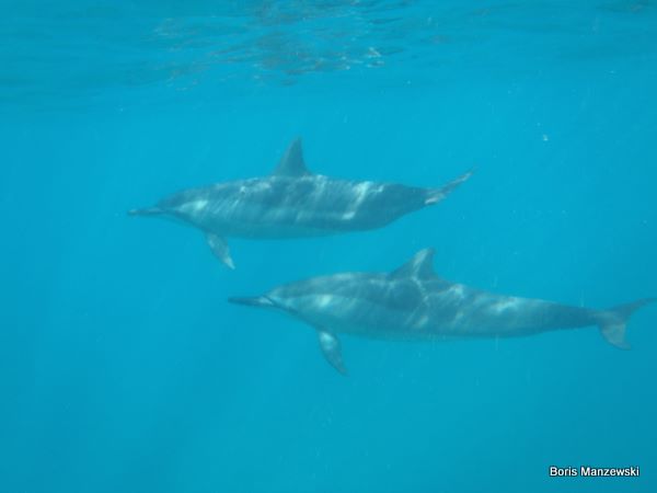 Mauritius Dolphins