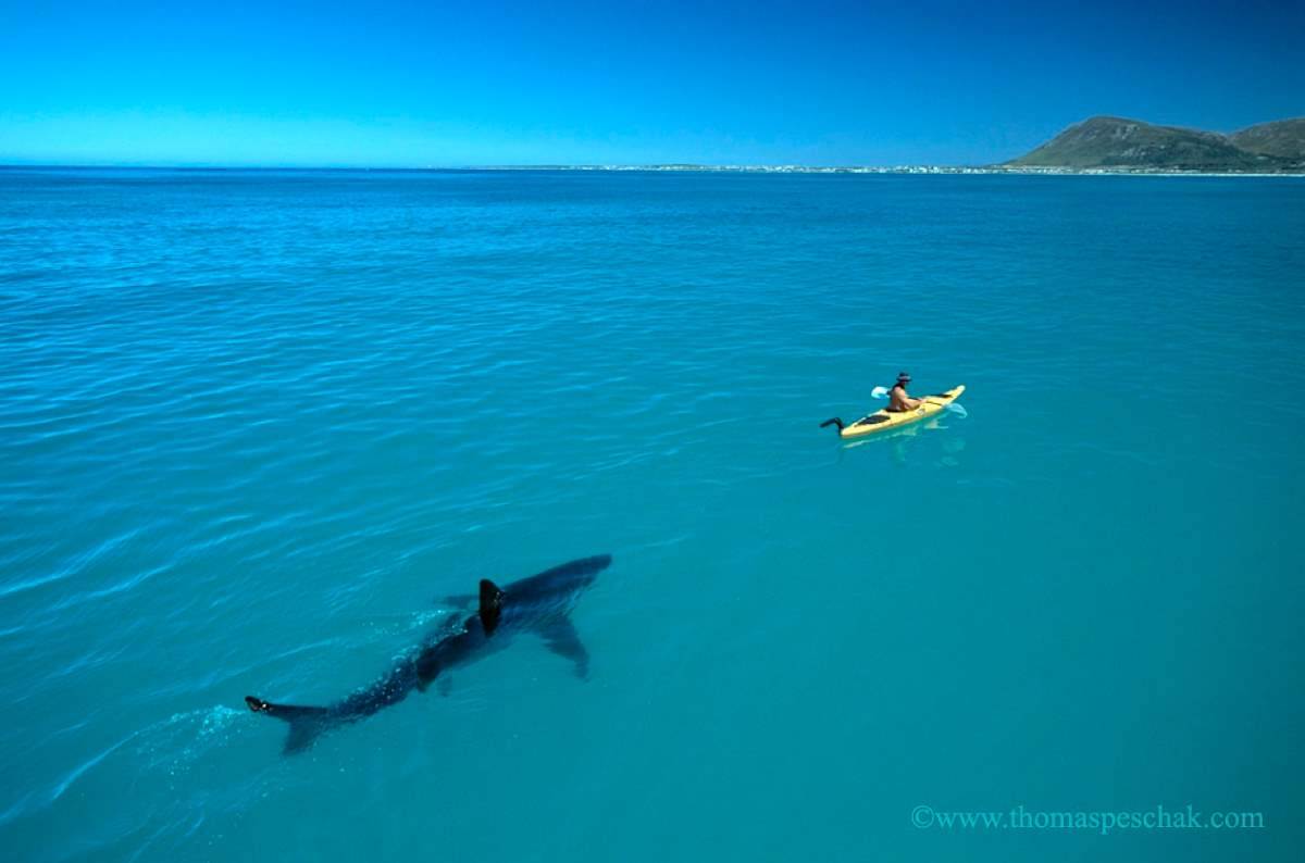 Sharks and Sea Kayaks